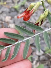 Lessertia frutescens