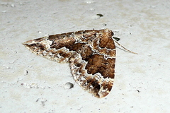 Lampropteryx suffumata