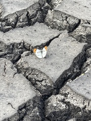 Colotis euippe omphale