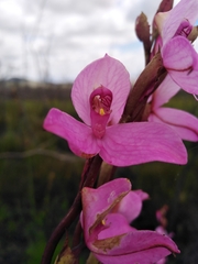 Disa racemosa