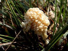 Fuligo cinerea