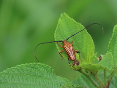 Oxymerus