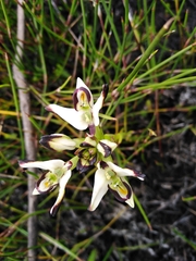 Disa bivalvata