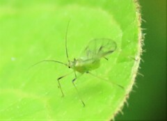 Macrosiphini