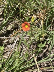Jamesbrittenia aurantiaca
