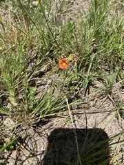 Jamesbrittenia aurantiaca