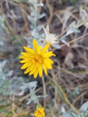 Heterotheca zionensis