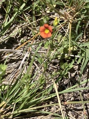 Jamesbrittenia aurantiaca