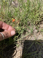 Jamesbrittenia aurantiaca