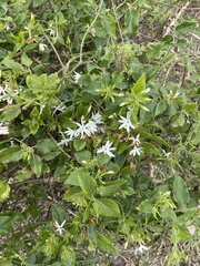 Jasminum
