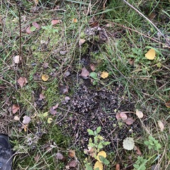 Peltigera canina