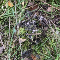 Peltigera canina