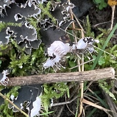 Peltigera canina