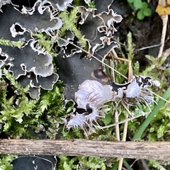 Peltigera canina