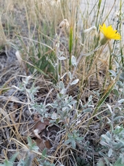 Heterotheca zionensis