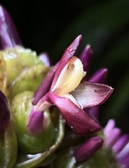 Goeppertia latifolia