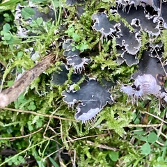 Peltigera canina