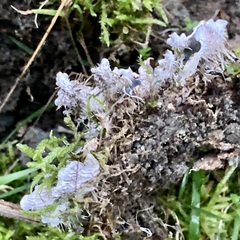 Peltigera canina