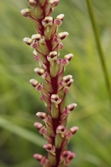 Disa conferta