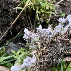 Peltigera canina