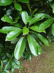 Ficus burkei