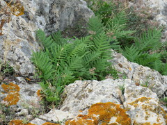 Xanthoria calcicola
