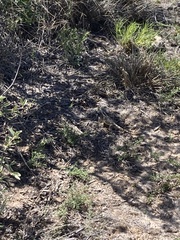 Agama aculeata aculeata