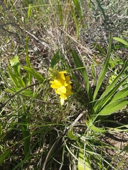 Hypoxis hemerocallidea