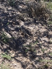 Agama aculeata aculeata