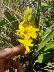 Hypoxis hemerocallidea