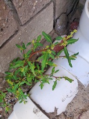 Oxybasis glauca