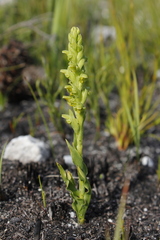 Disa cylindrica