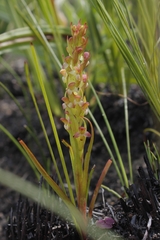 Disa densiflora