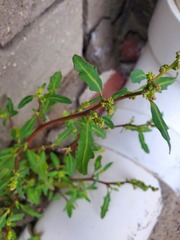 Oxybasis glauca