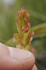 Disa densiflora
