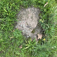 Protoparmeliopsis muralis