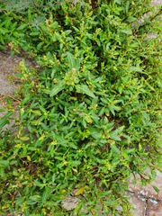 Oxybasis glauca
