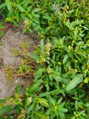 Oxybasis glauca