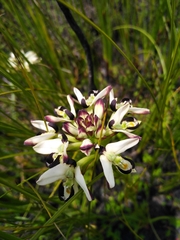 Disa bivalvata