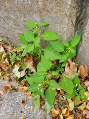 Solanum emulans