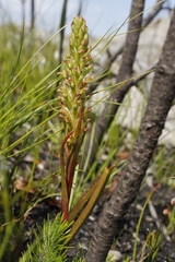 Disa densiflora