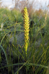 Disa densiflora