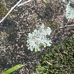 Protoparmeliopsis muralis