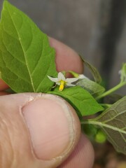 Solanum emulans