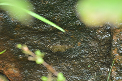Celaenorrhinini