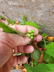 Solanum emulans