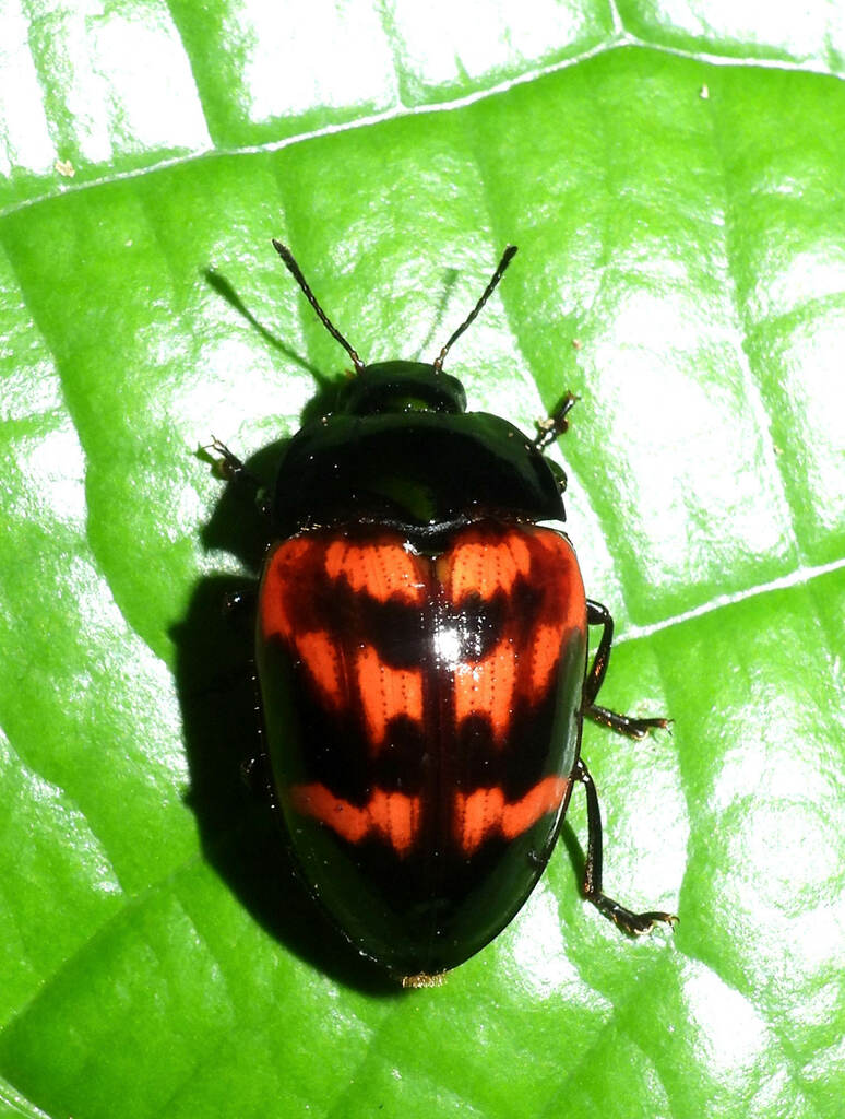 Iphiclus ramosus