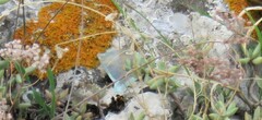 Xanthoria calcicola