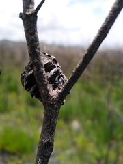 Caerostris corticosa