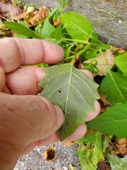 Solanum emulans